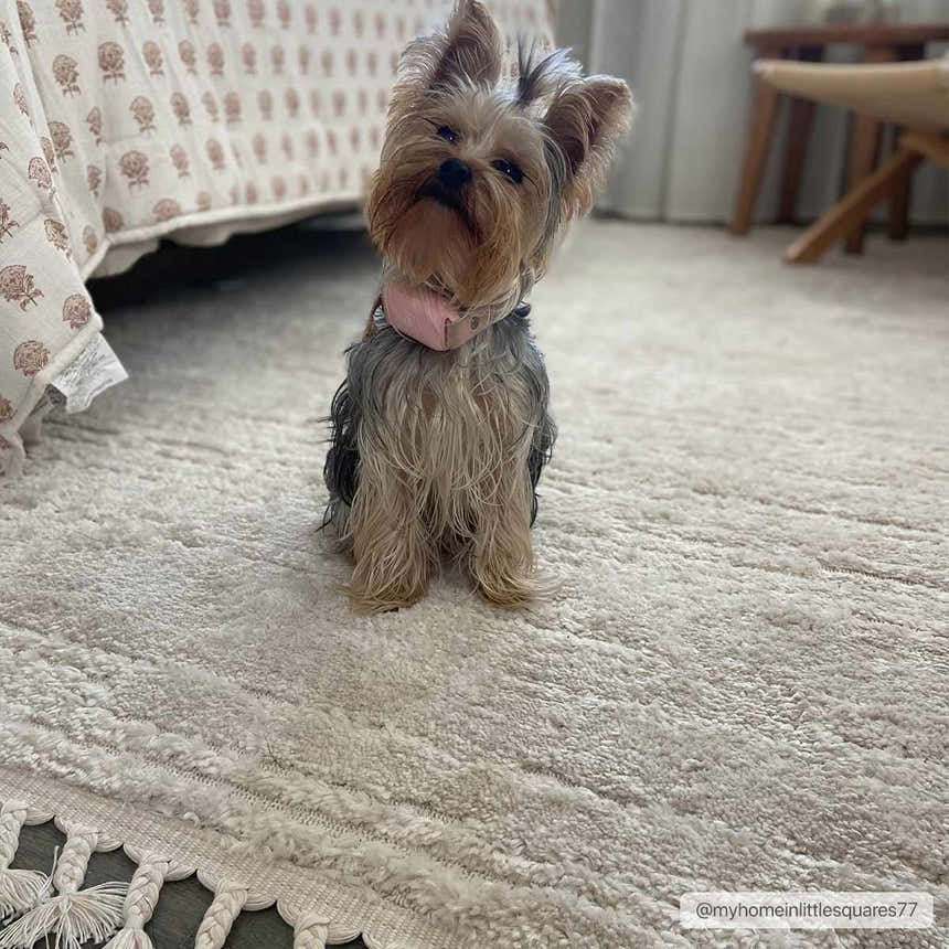 Bedroom scene with a cute dog sitting on the ivory Ibarra Textured High/Low Pile Rug with Tassels. Roomscene-Rectangle