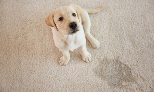 How to Protect Your Rug from Your Pet