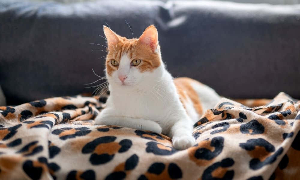 Classic Ways To Decorate With Animal Print