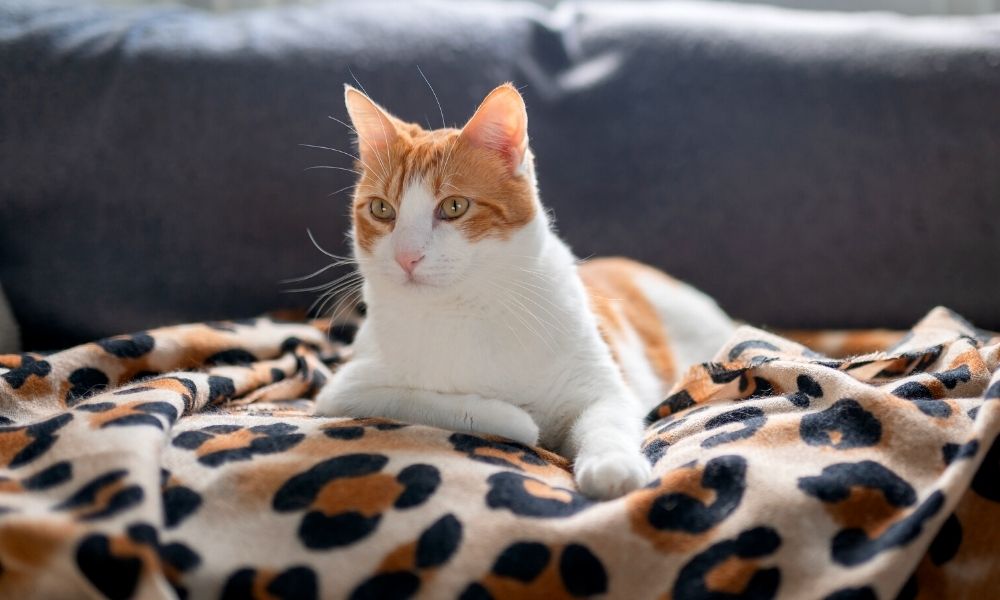 Classic Ways To Decorate With Animal Print