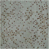 Made to Order Custom Size Sage Elsu Area Rug