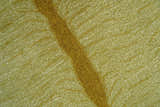 Hand Tufted Animal Lion Black 3x5 Wool Area Rug