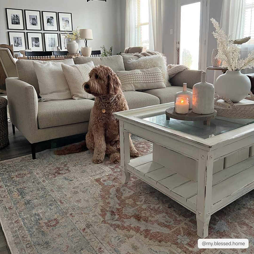 Living room scene with a bone Emke Flat Pile Washable Rug, beige sofa, white coffee table, and a cute golden doodle dog. Roomscene-Rectangle