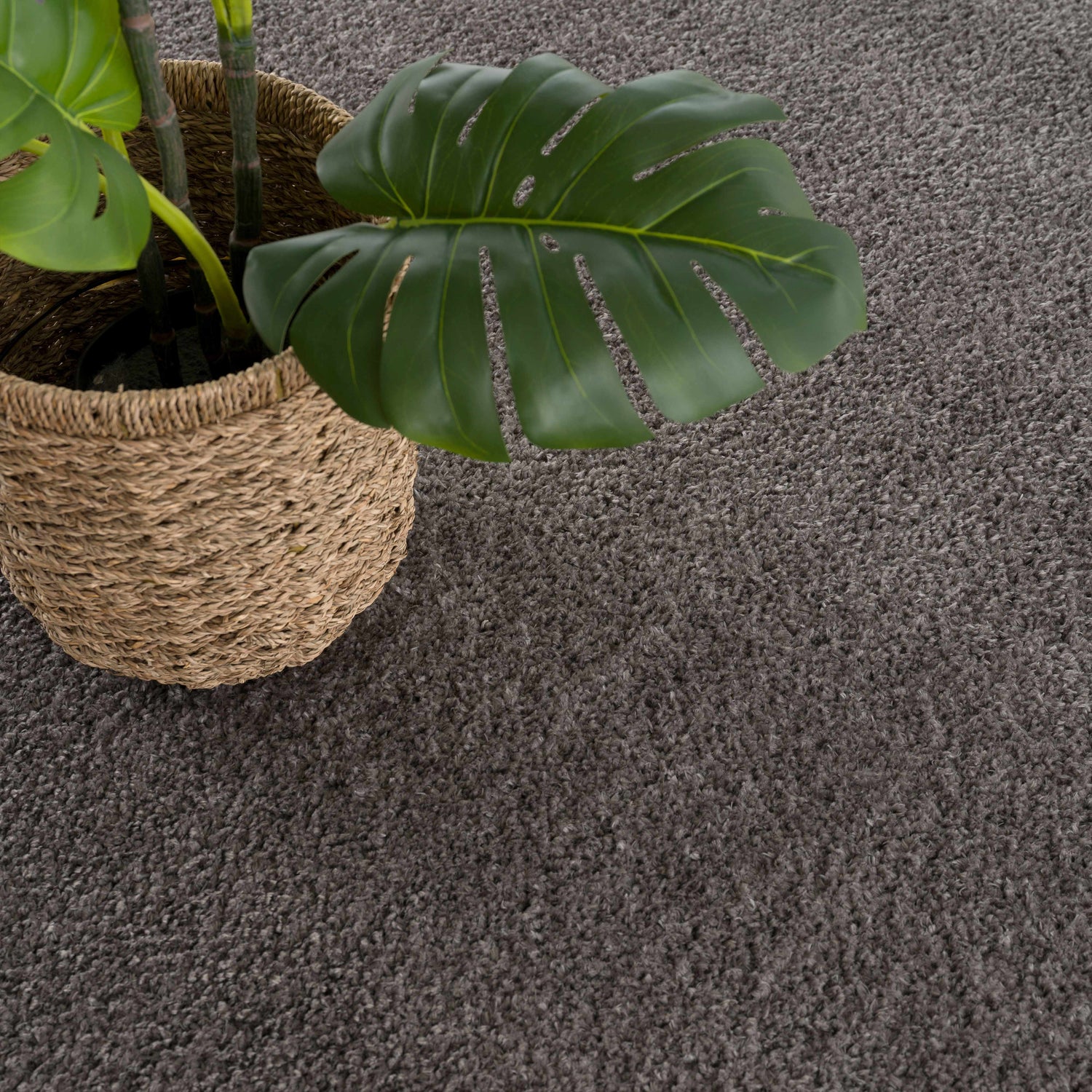 Close-up of the Judy Solid Dark Gray Washable Shag Rug showing its texture and color next to a potted Monstera plant. Styleshot