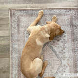 Tan puppy naps on a brown, light blue, and sand Analu Non-Slip Washable Rug. Rustic vintage style. Styleshot