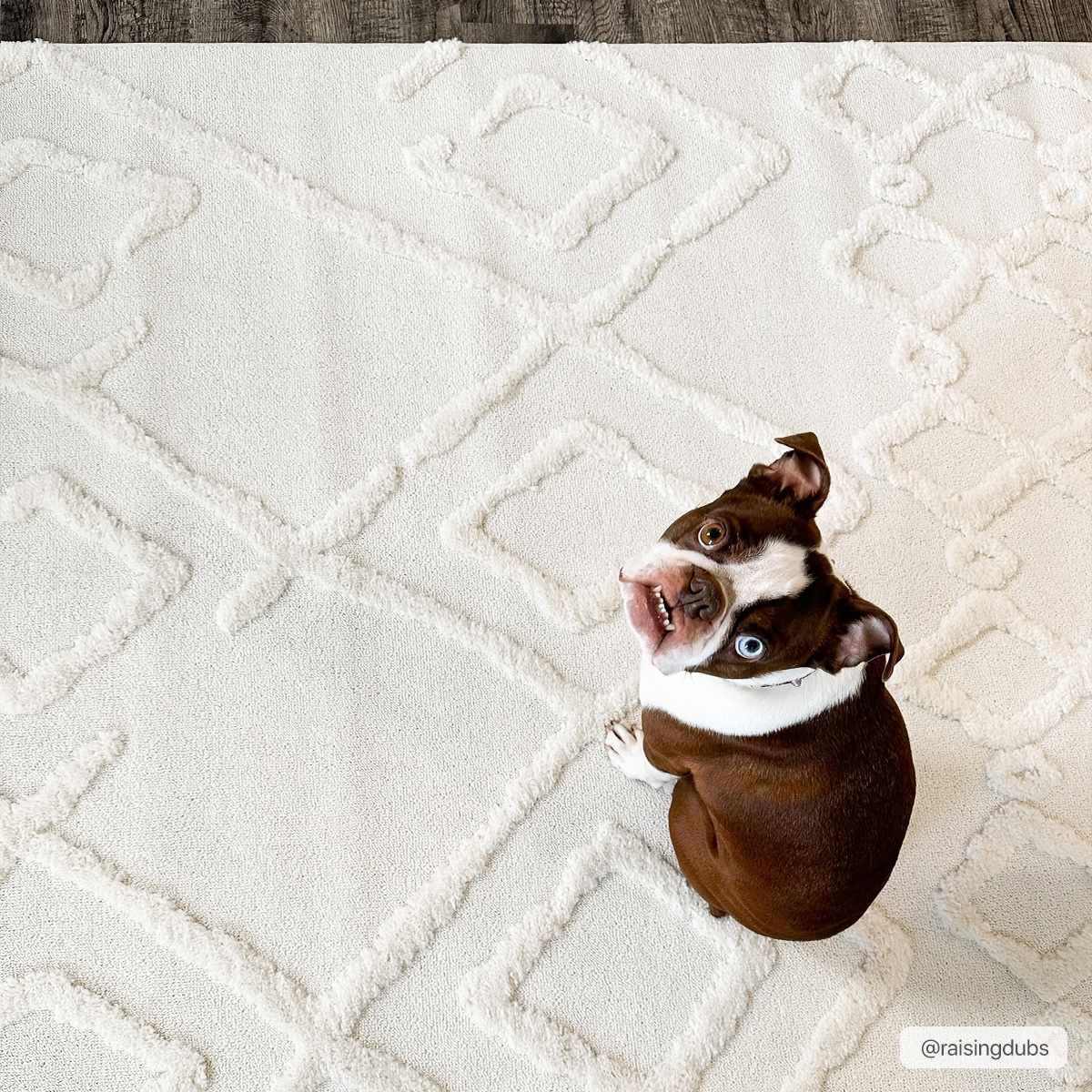 Bone Gyundyukoru Area Rug with a geometric design and a cute dog sitting on it. Styleshot