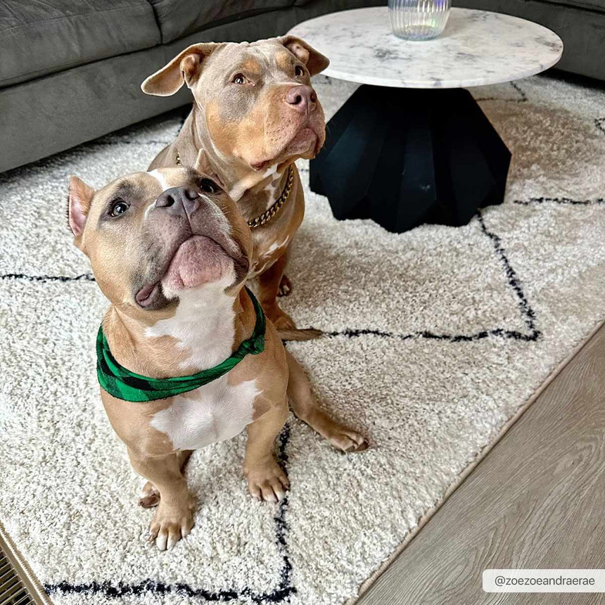 Yuya Washable Area Rug - Clearance