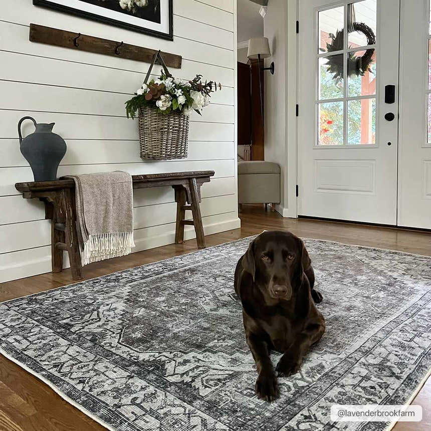 Farmhouse entryway with Athor Washable Rug in dark gray. Dog lounging on rug. Rustic bench and white shiplap wall. Roomscene-Rectangle