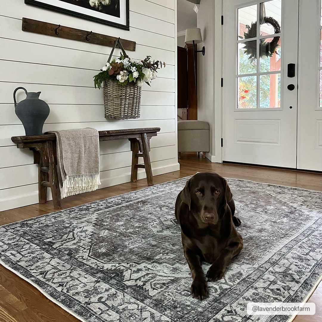 Farmhouse entryway with Athor Washable Rug in dark gray. Dog lounging on rug. Rustic bench and white shiplap wall. Roomscene-Rectangle